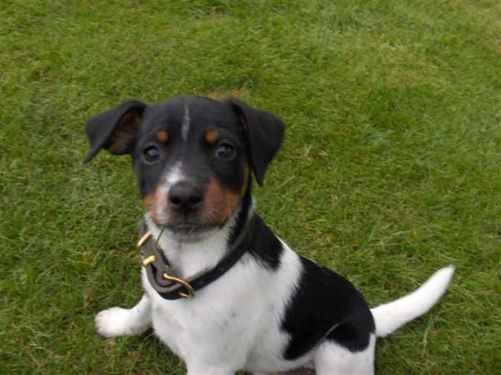 Dansk svensk gaardhund Theo (solgt) billede 7