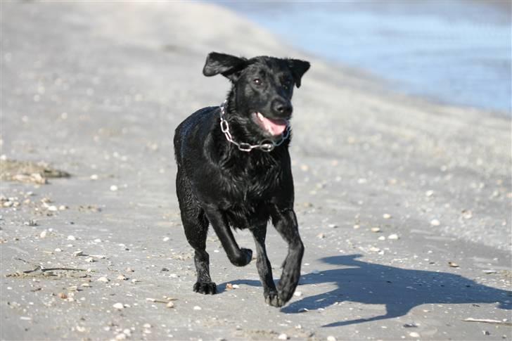 Labrador retriever <3Molly<3 billede 13