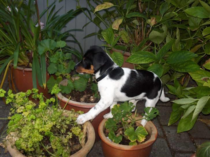 Dansk svensk gaardhund Theo (solgt) billede 8