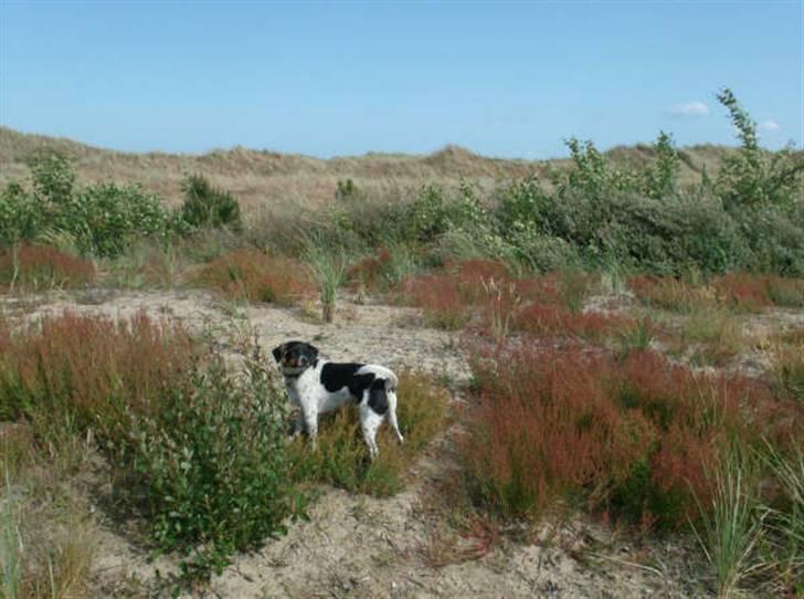Dansk svensk gaardhund Theo (solgt) billede 9