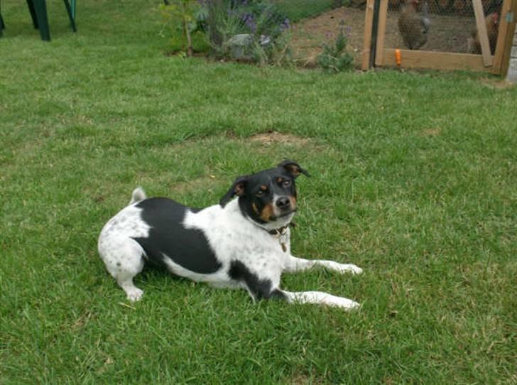 Dansk svensk gaardhund Theo (solgt) billede 10