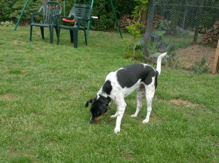 Dansk svensk gaardhund Theo (solgt) billede 11