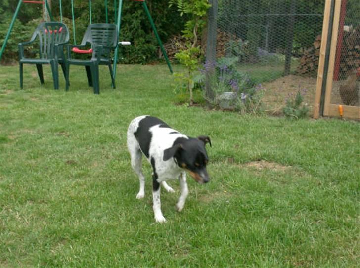 Dansk svensk gaardhund Theo (solgt) billede 12