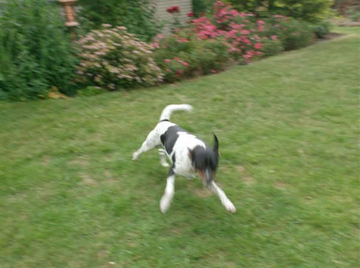 Dansk svensk gaardhund Theo (solgt) billede 13