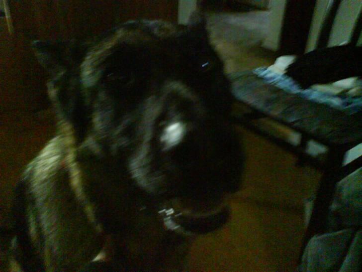 Schæferhund Sally - Hun er en lille frækkert (: billede 6