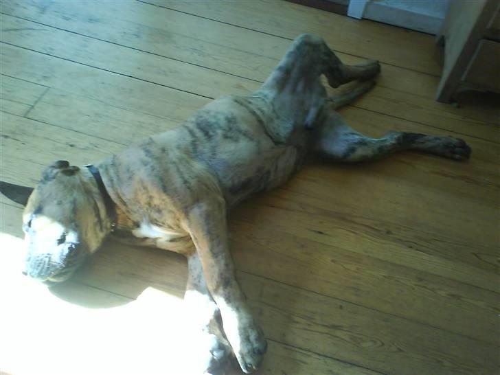 Boerboel Balder Teglborg*i himlen* - Uuh hvor han hygger sig :D... billede 2