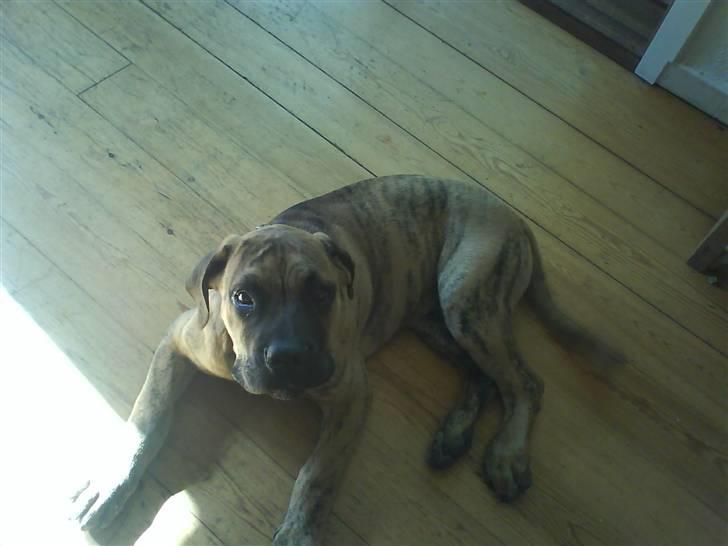 Boerboel Balder Teglborg*i himlen* - Han er bare så fin :D... billede 3