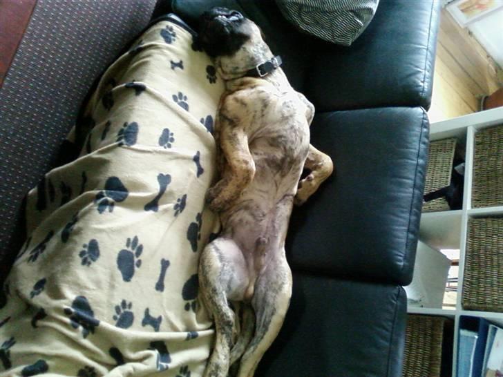 Boerboel Balder Teglborg*i himlen* - Man kan da heller ik modstå den dejlige sofa :D... billede 4