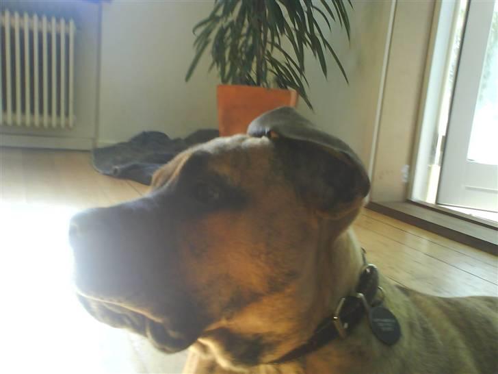 Boerboel Balder Teglborg*i himlen* - Her har han da vist lige gøet :D... billede 5