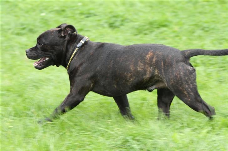 Staffordshire bull terrier Westlund Bob billede 8