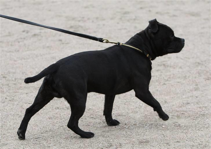 Staffordshire bull terrier Westlund Bob billede 9