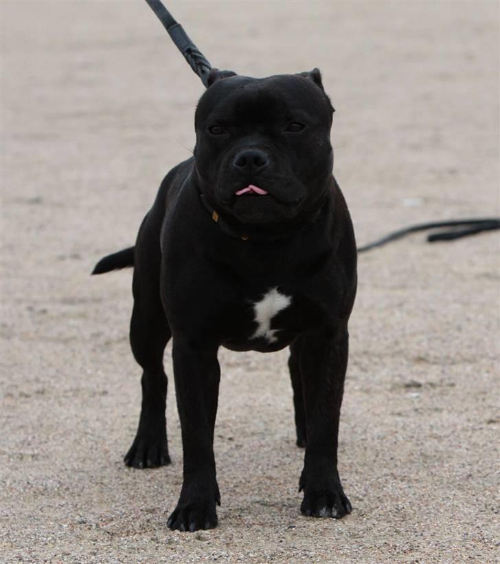 Staffordshire bull terrier Westlund Bob billede 10