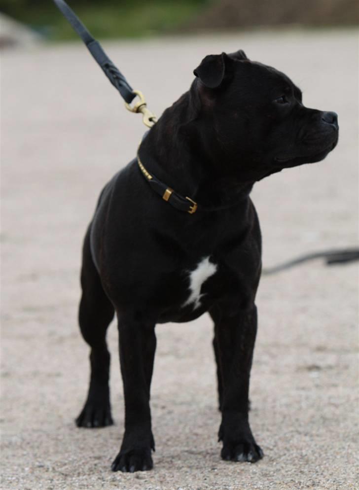 Staffordshire bull terrier Westlund Bob billede 11