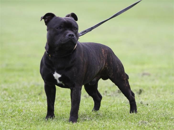 Staffordshire bull terrier Westlund Bob billede 12