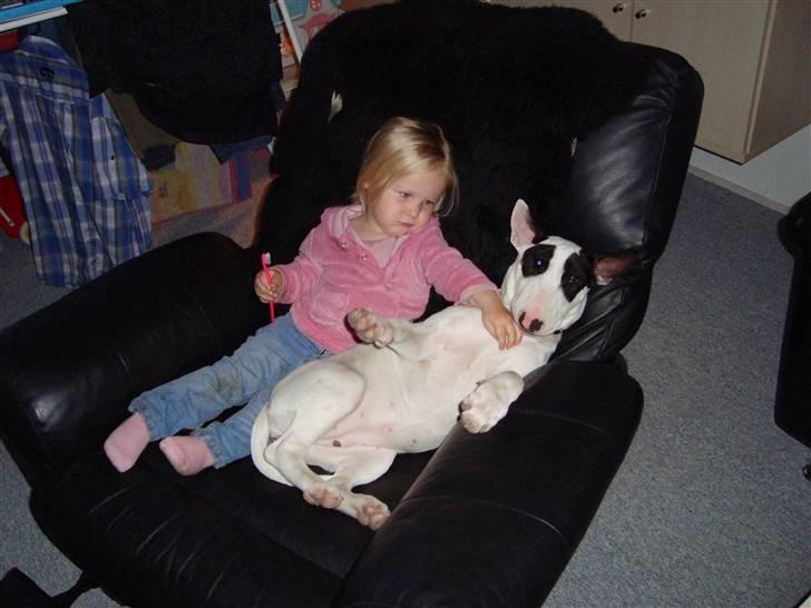 Bullterrier diva (grise pigen) - mine 2 dejlige piger billede 7