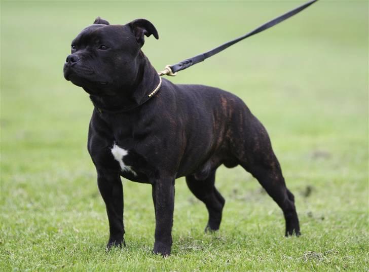 Staffordshire bull terrier Westlund Bob billede 13