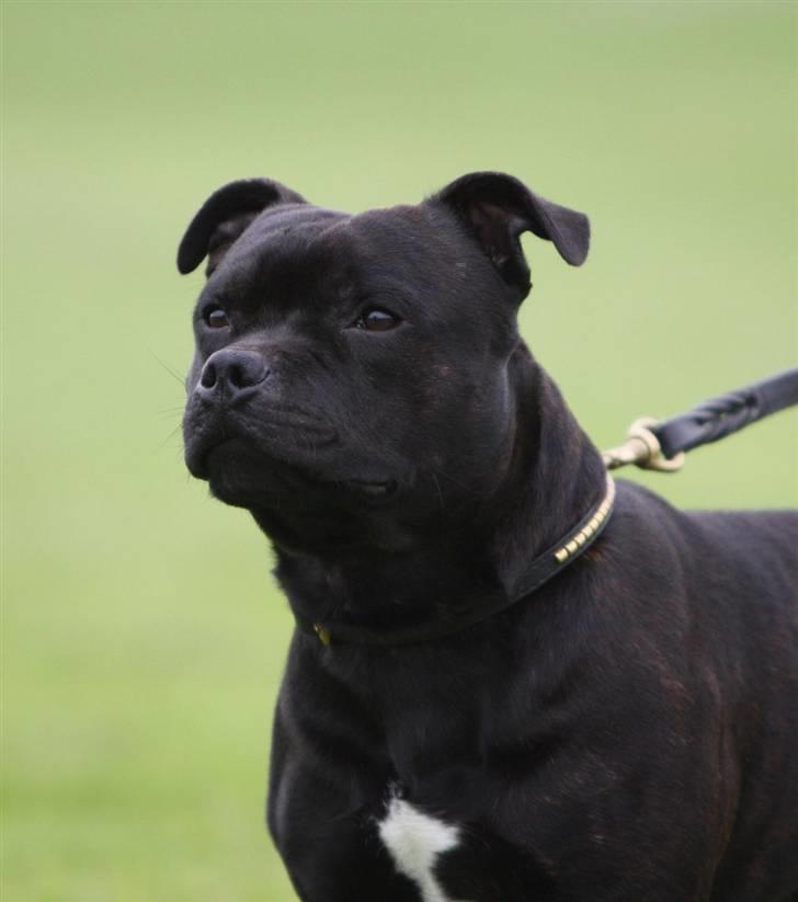 Staffordshire bull terrier Westlund Bob billede 14