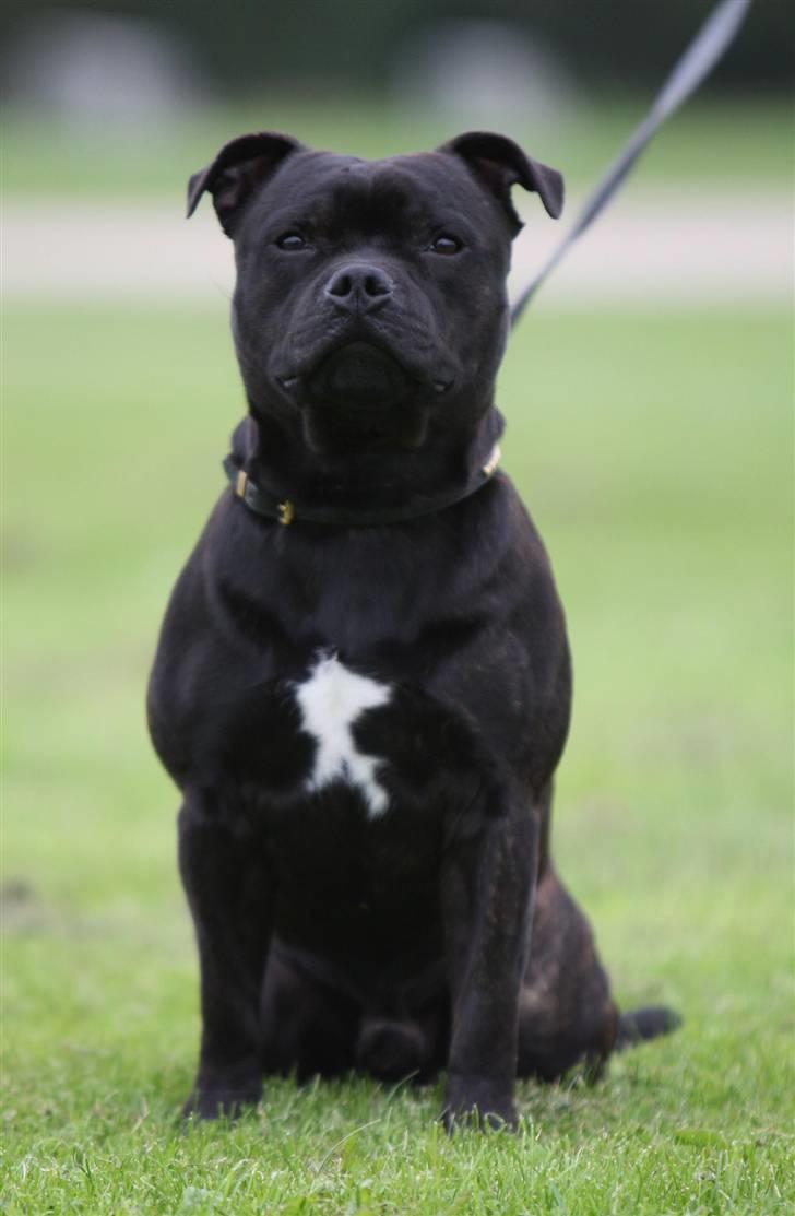 Staffordshire bull terrier Westlund Bob billede 15