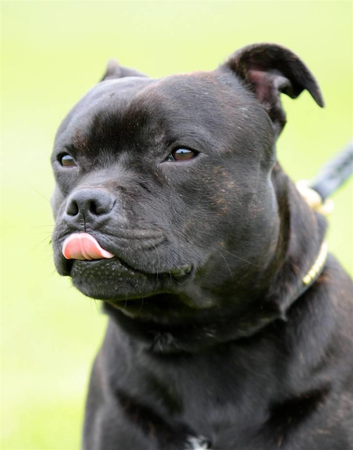 Staffordshire bull terrier Westlund Bob billede 16