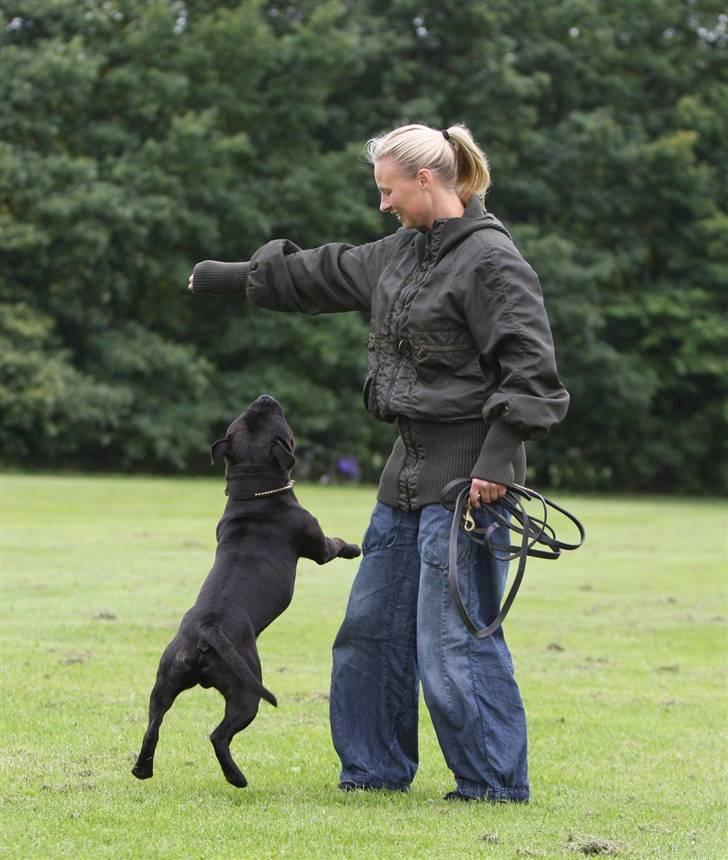 Staffordshire bull terrier Westlund Bob billede 17