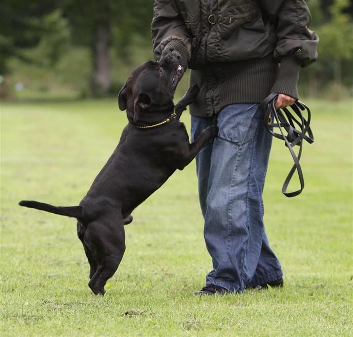 Staffordshire bull terrier Westlund Bob billede 18