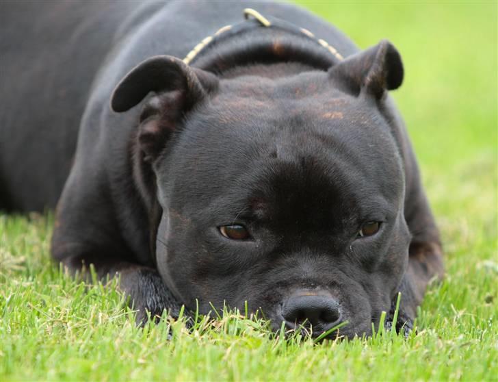 Staffordshire bull terrier Westlund Bob billede 19