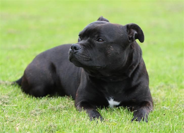 Staffordshire bull terrier Westlund Bob billede 20