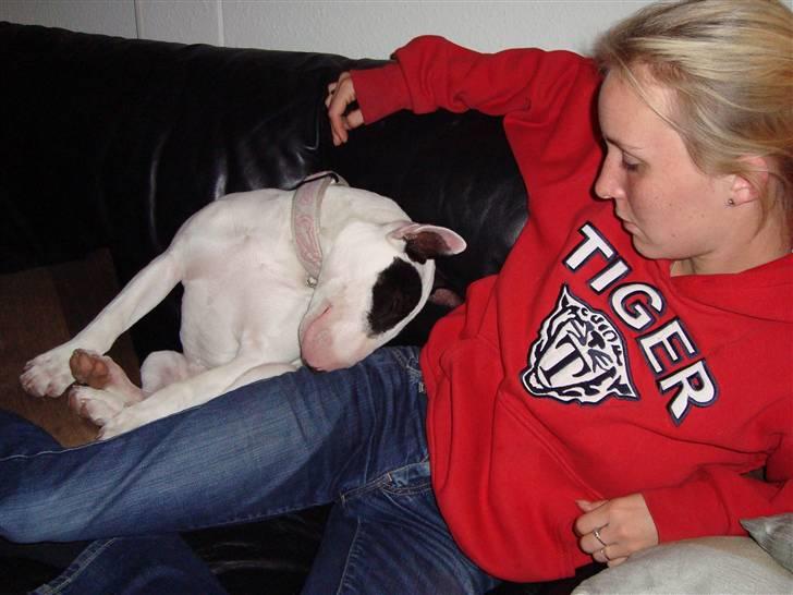 Bullterrier diva (grise pigen) - ja det er hårdt at være model billede 8