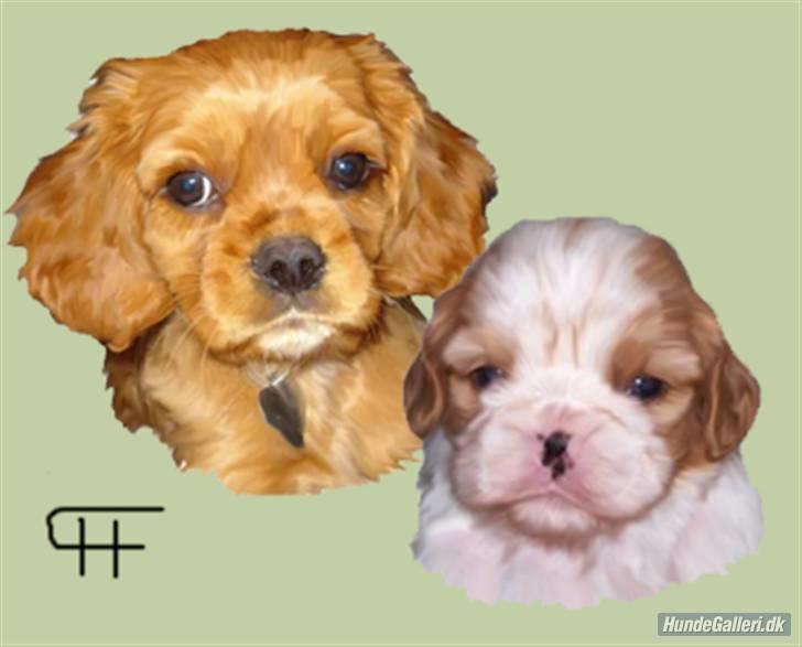 Cavalier king charles spaniel aZalia's Coco billede 17
