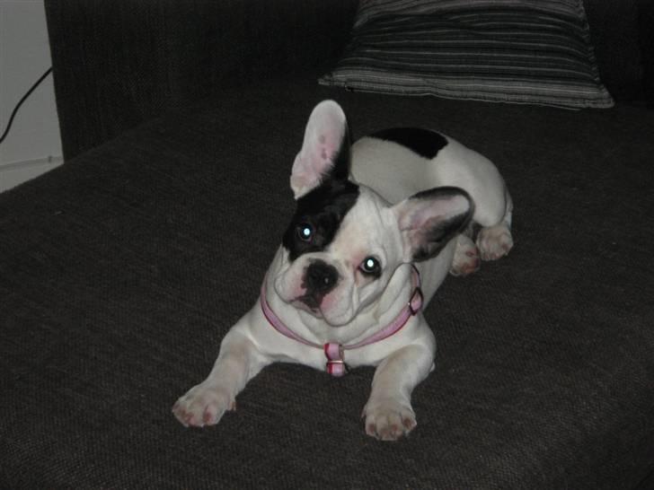 Fransk bulldog Josie R.I.P - Hvad? Hvad siger du mor? billede 4