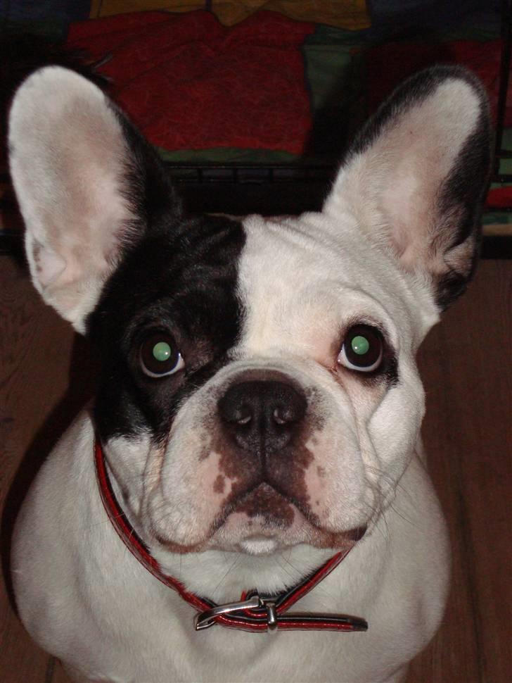 Fransk bulldog Josie R.I.P billede 5