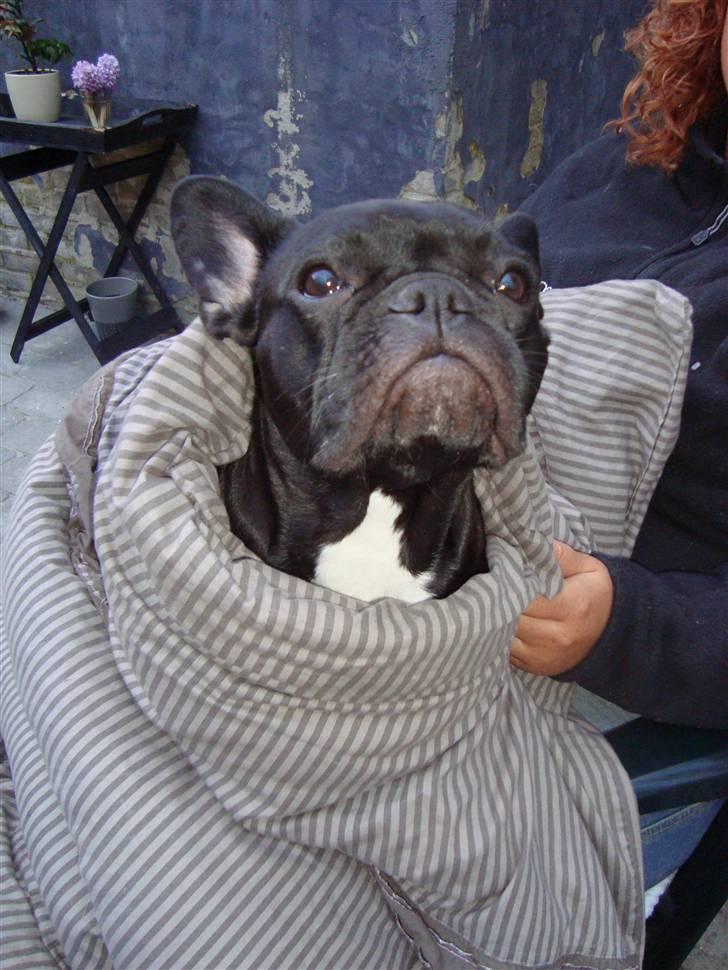 Fransk bulldog Emma R.I.P billede 15