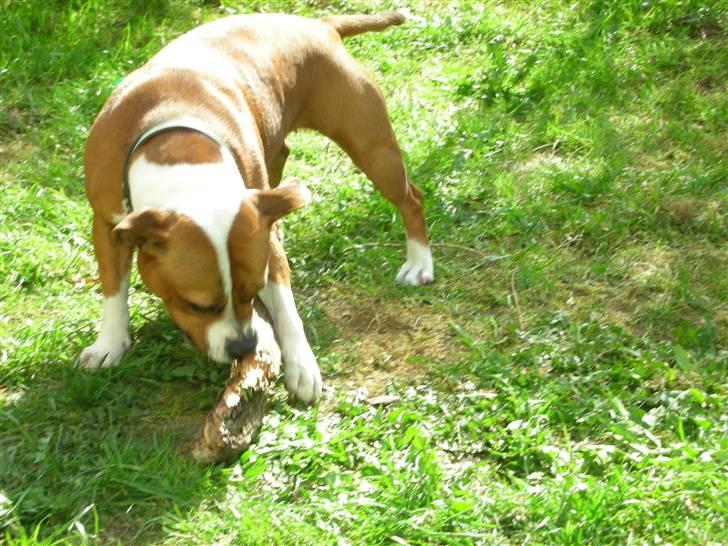 Staffordshire bull terrier Nella - Det er så sjovt at lege med pinde, jeg kan få meget tid til at gå med det. billede 2