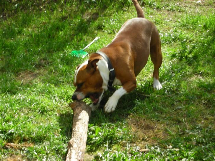 Staffordshire bull terrier Nella billede 3