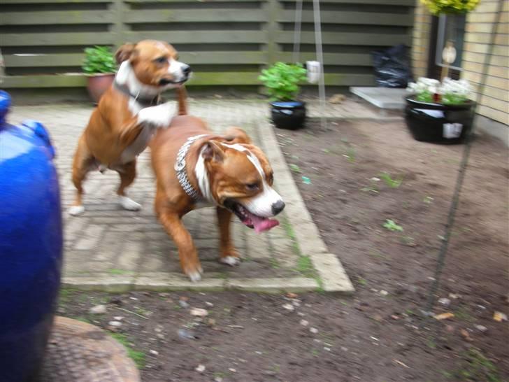 Staffordshire bull terrier Nella - Nella og Tjalfe. Tjalfe er faren til hvalpene billede 4