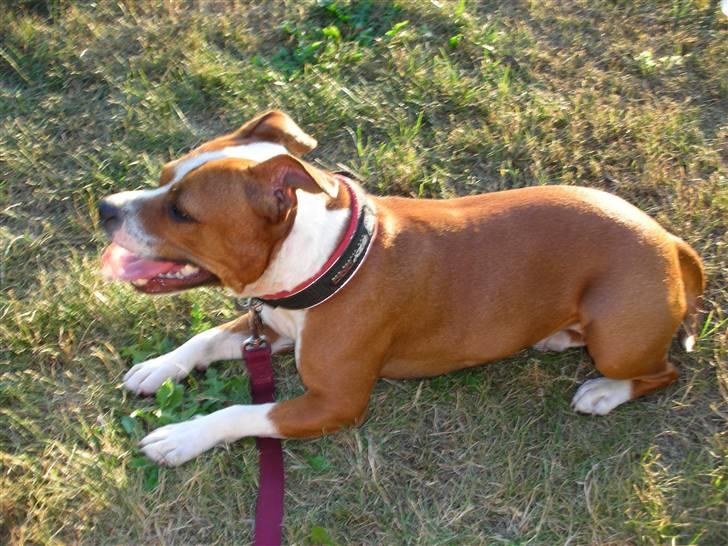 Staffordshire bull terrier Nella - Nella billede 5