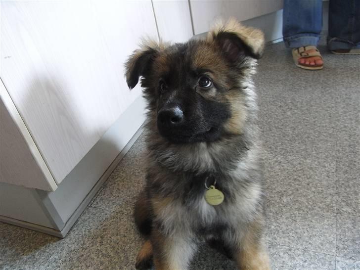 Schæferhund Kato billede 13