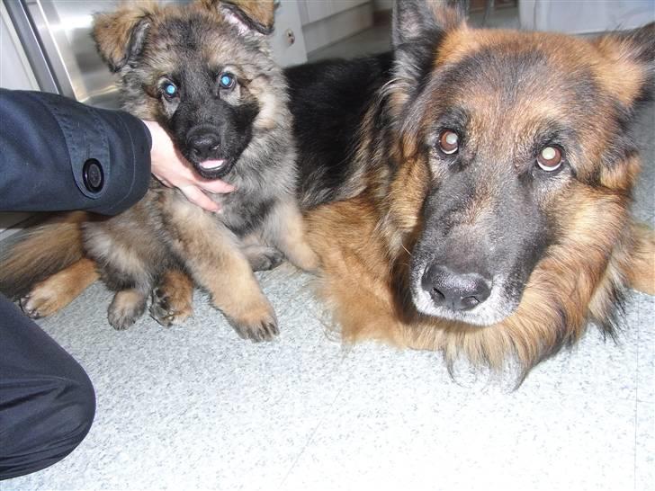 Schæferhund Kato - Størrelses forskellen billede 14