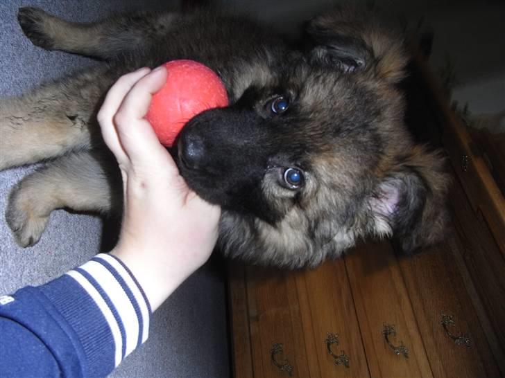 Schæferhund Kato billede 15