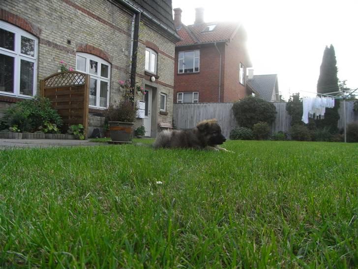 Schæferhund Kato billede 16