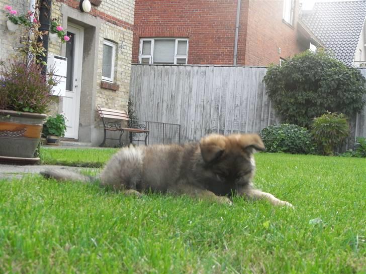 Schæferhund Kato billede 17