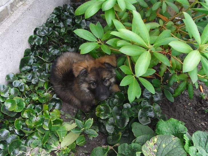 Schæferhund Kato billede 18