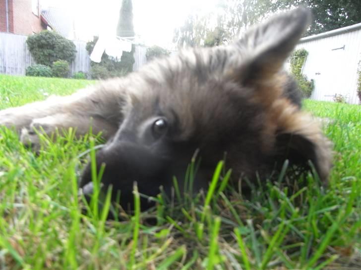 Schæferhund Kato billede 19