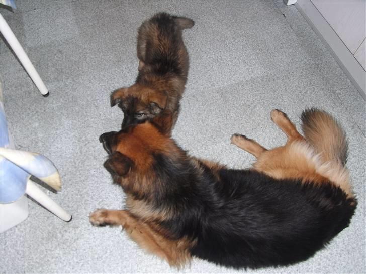 Schæferhund Kato billede 20