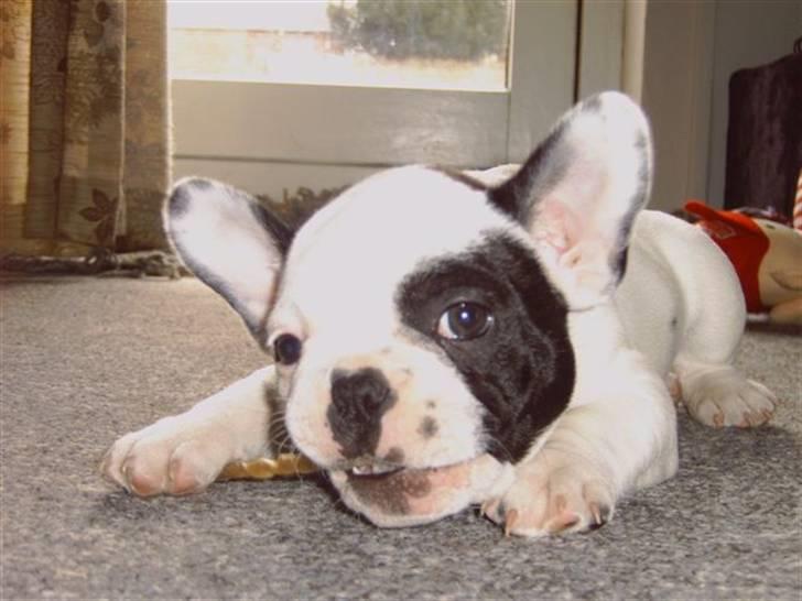 Fransk bulldog Spike billede 6