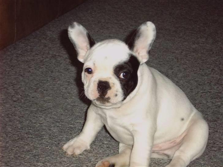 Fransk bulldog Spike billede 7