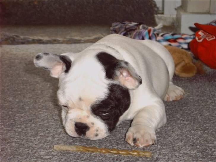 Fransk bulldog Spike billede 8