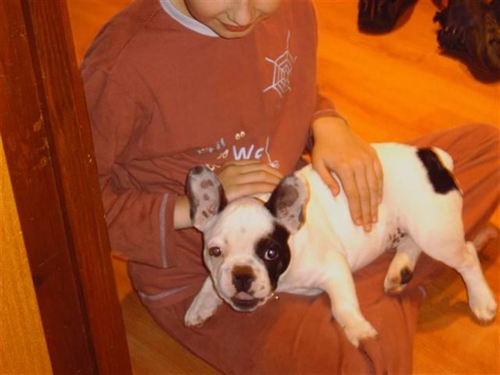 Fransk bulldog Spike billede 9