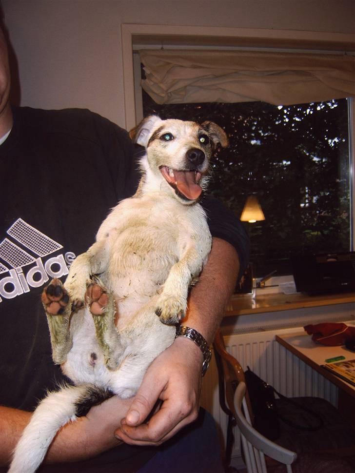 Jack russell terrier Mikki - Sådan ser man ud efter at have spillet fodbold på en nyslået græsplæne i regnvejr. AD billede 6