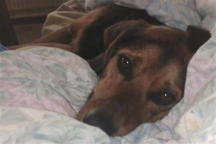 Blanding af racer Snøvsen (Mors hund) billede 9